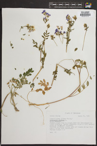 Polemonium reptans image