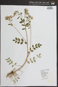 Polemonium reptans image