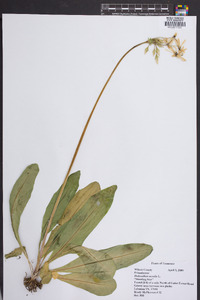 Dodecatheon meadia image