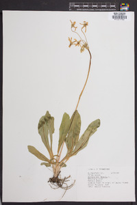 Dodecatheon meadia image