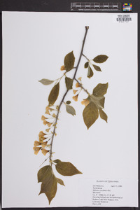 Halesia carolina image