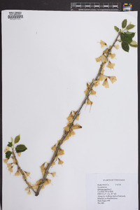 Halesia carolina image