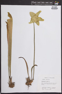 Sarracenia flava image