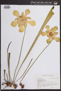 Sarracenia flava image