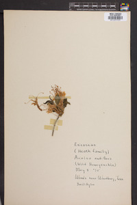 Azalea nudiflora image