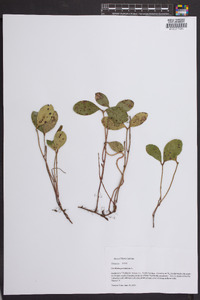 Gaultheria procumbens image