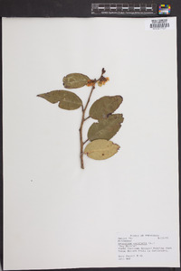 Leucothoe axillaris image