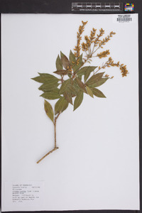 Lyonia lucida image