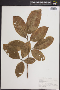 Oxydendrum arboreum image