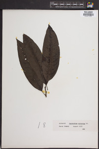 Oxydendrum arboreum image