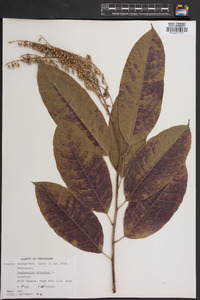 Oxydendrum arboreum image