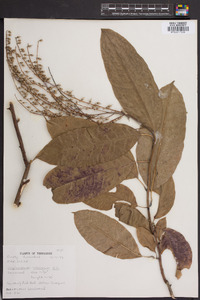 Oxydendrum arboreum image