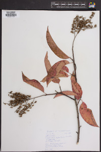 Oxydendrum arboreum image