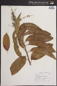 Oxydendrum arboreum image