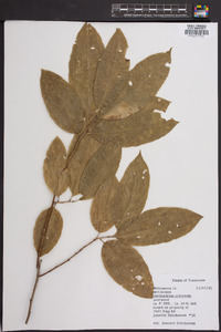 Oxydendrum arboreum image