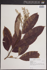 Oxydendrum arboreum image