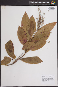 Oxydendrum arboreum image