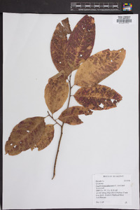 Oxydendrum arboreum image