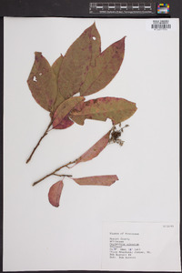 Oxydendrum arboreum image