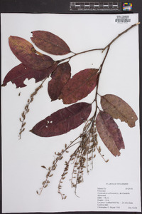 Oxydendrum arboreum image