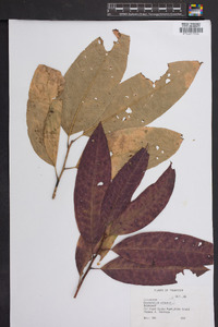 Oxydendrum arboreum image