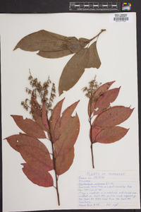 Oxydendrum arboreum image