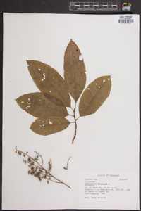 Oxydendrum arboreum image
