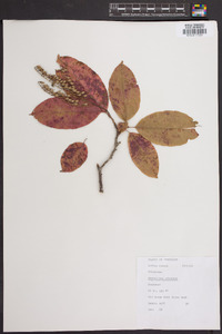 Oxydendrum arboreum image