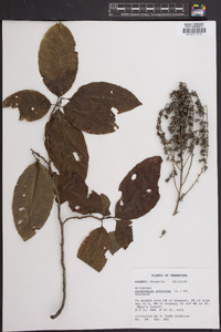 Oxydendrum arboreum image