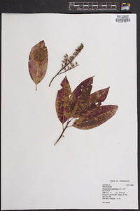 Oxydendrum arboreum image