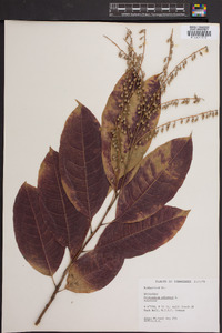 Oxydendrum arboreum image