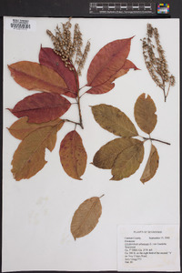 Oxydendrum arboreum image