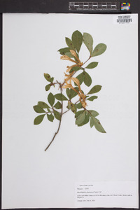 Rhododendron arborescens image