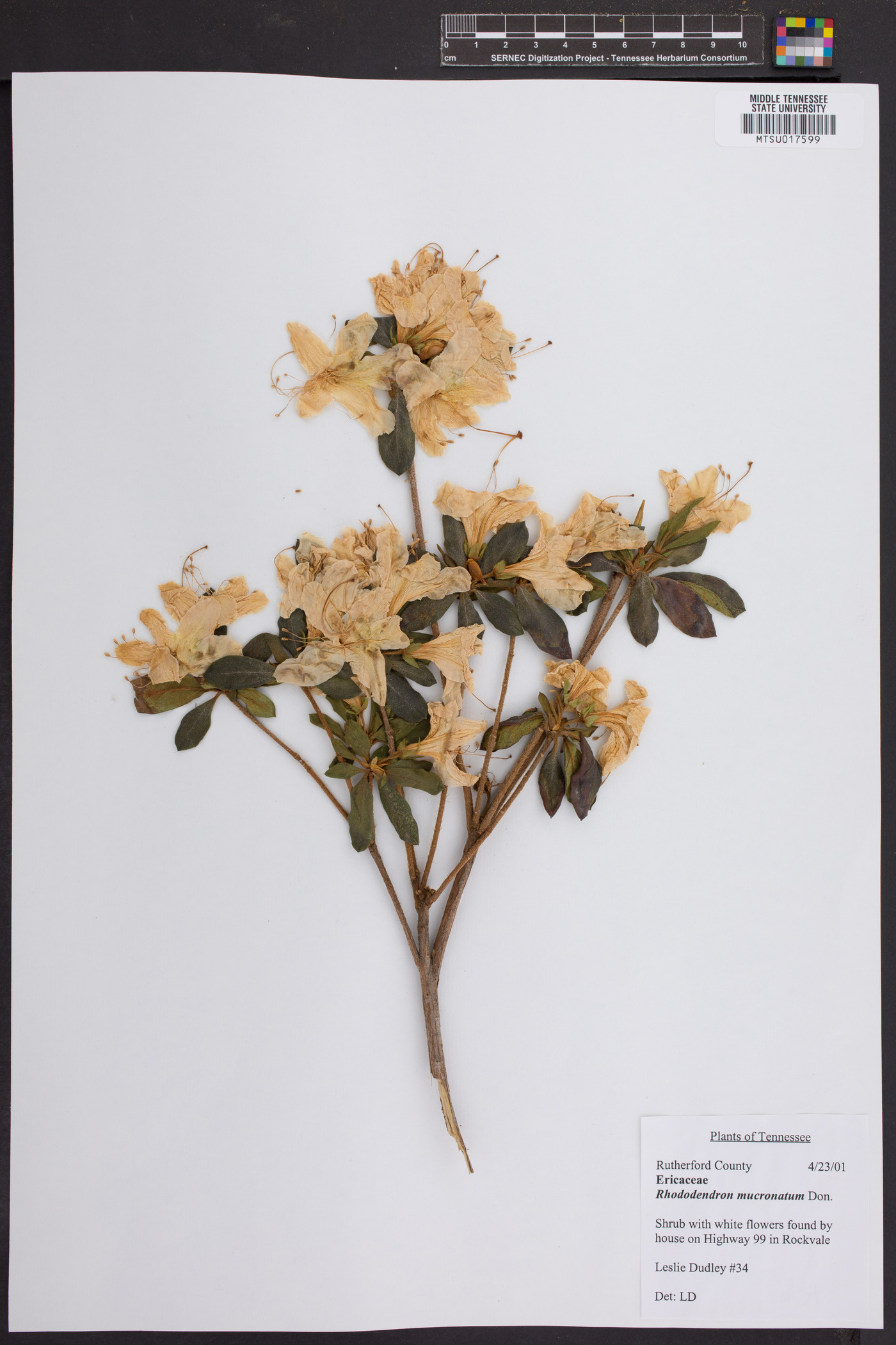 Rhododendron mucronatum image