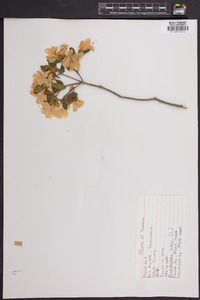 Rhododendron simsii image