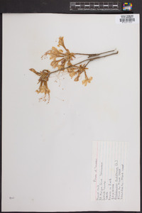 Rhododendron nudiflorum image