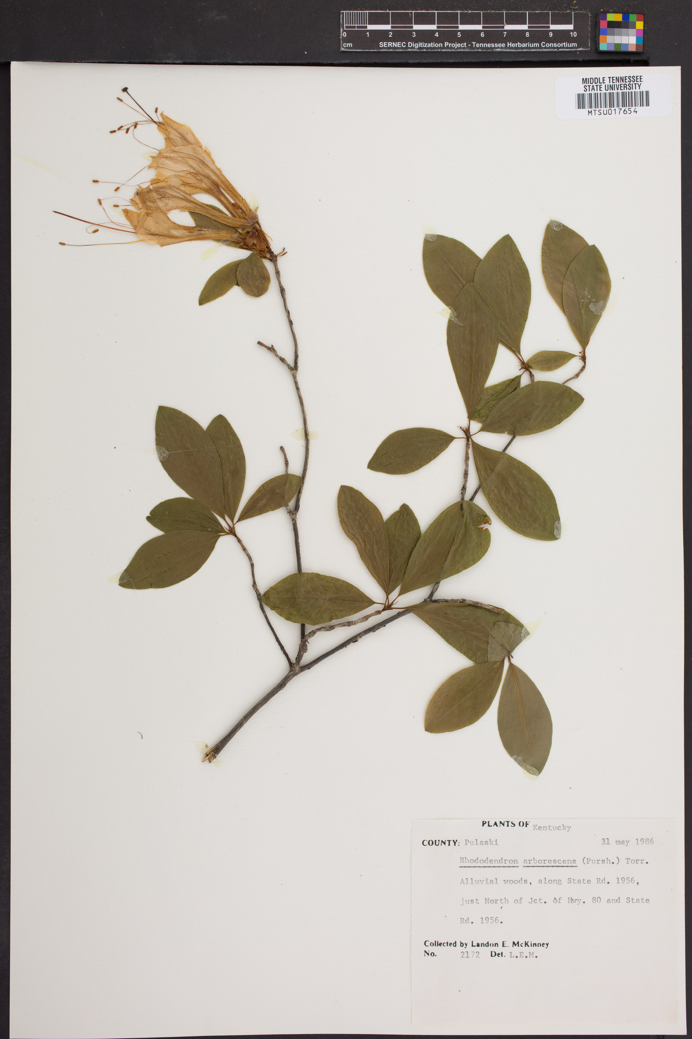 Rhododendron vaseyi image