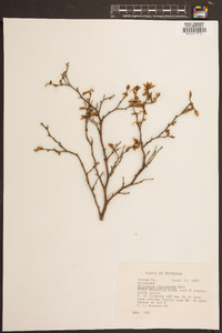 Vaccinium atrococcum image