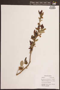 Vaccinium elliottii image