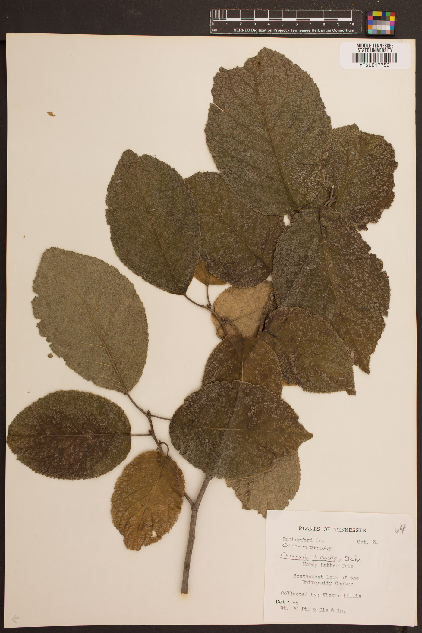Eucommia ulmoides image
