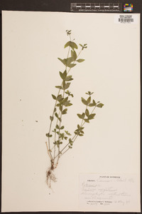 Galium virgatum image