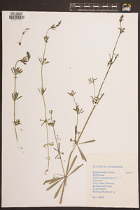 Galium parisiense image