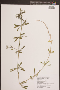 Galium parisiense image