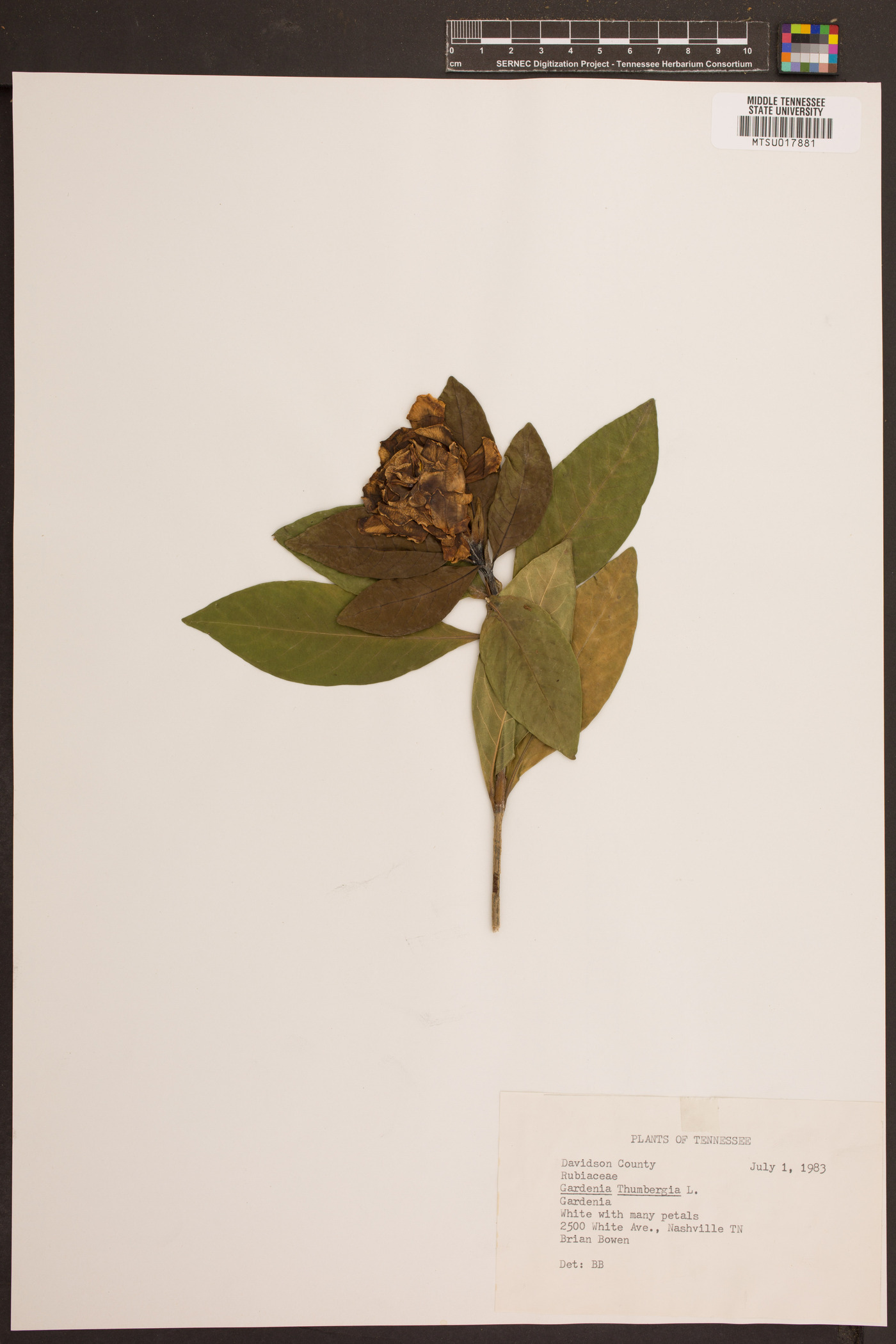 Gardenia thunbergia image