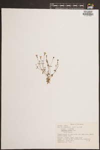 Houstonia pusilla image