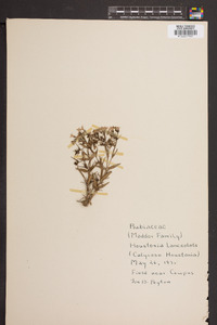 Houstonia lanceolata image