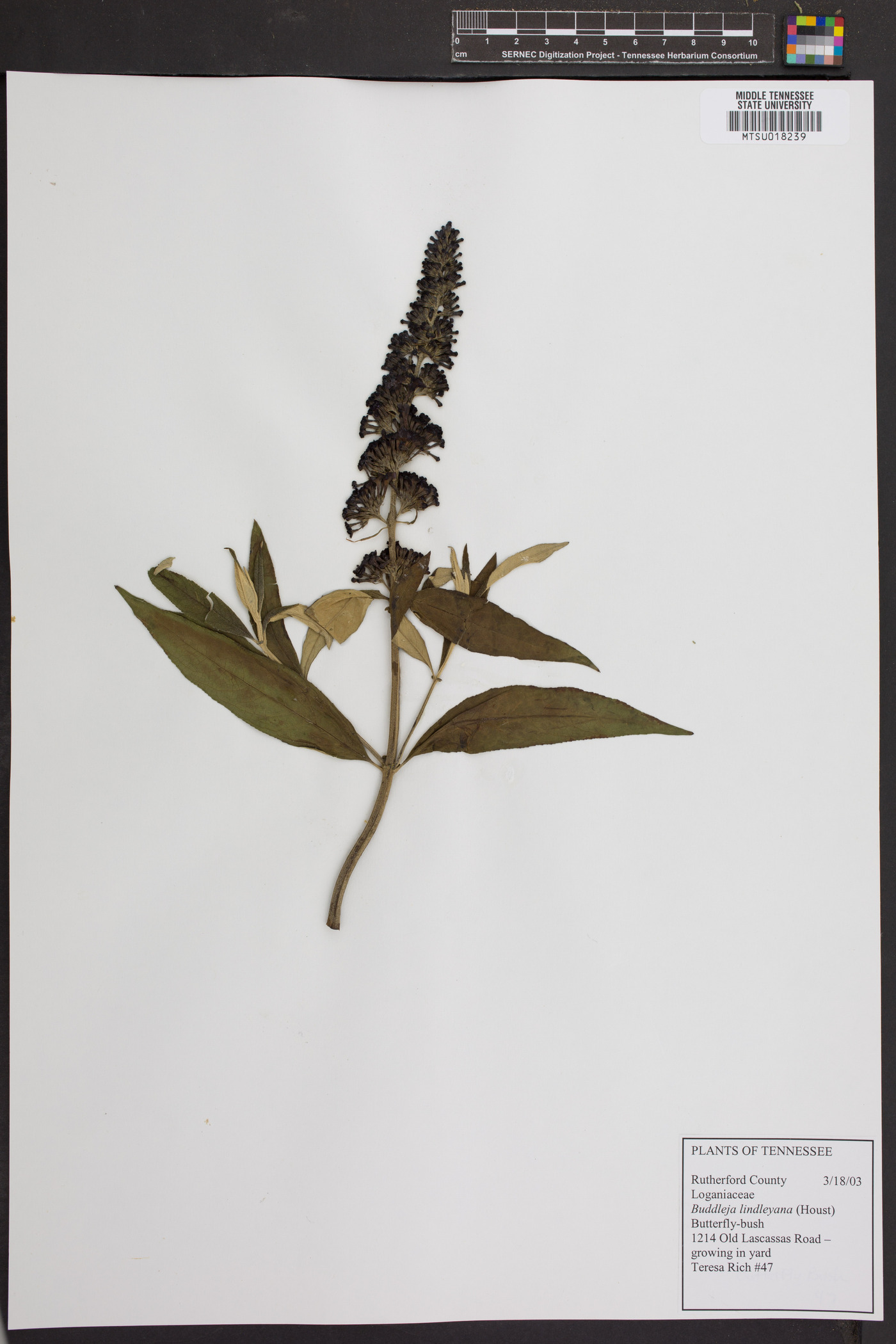 Buddleja lindleyana image