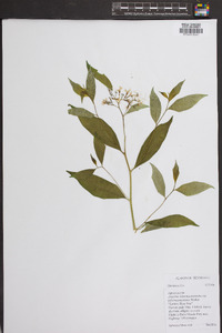 Amsonia tabernaemontana image