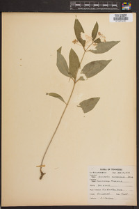 Asclepias quadrifolia image