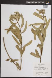 Asclepias viridiflora image